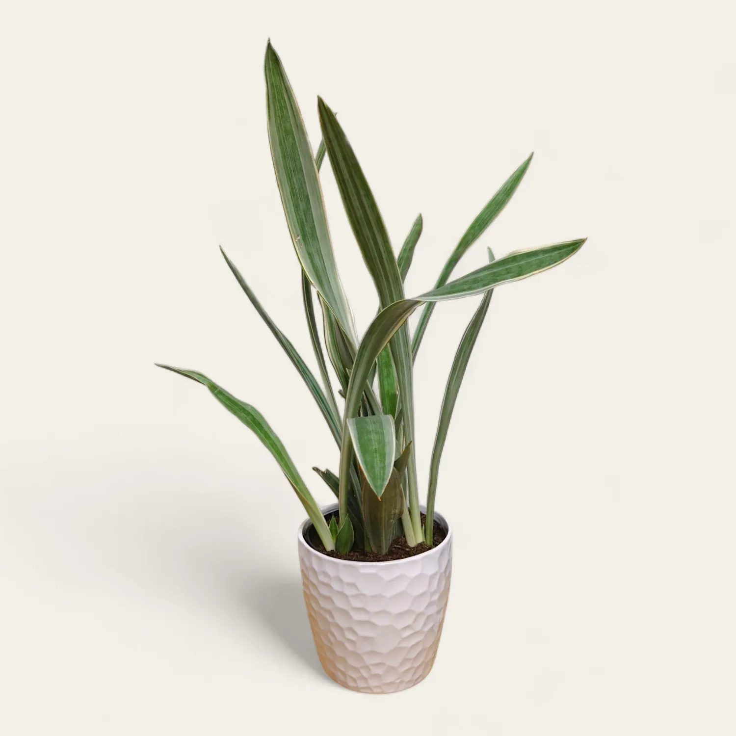 Silver Snake Plant