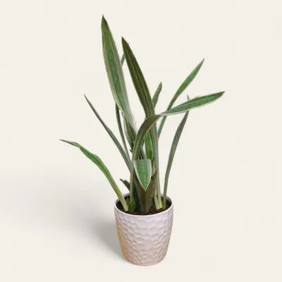 Silver Snake Plant