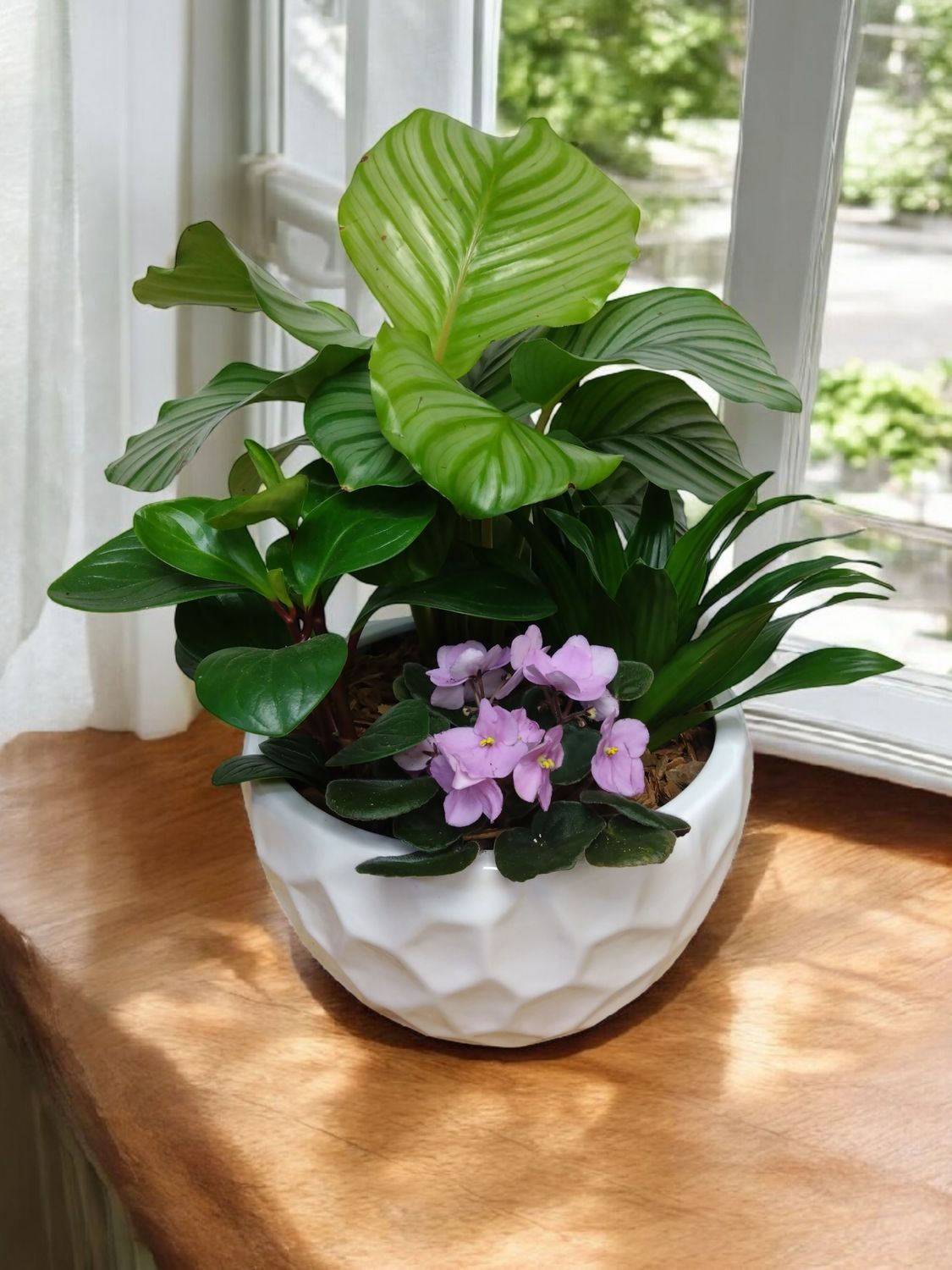 Calathea Planter