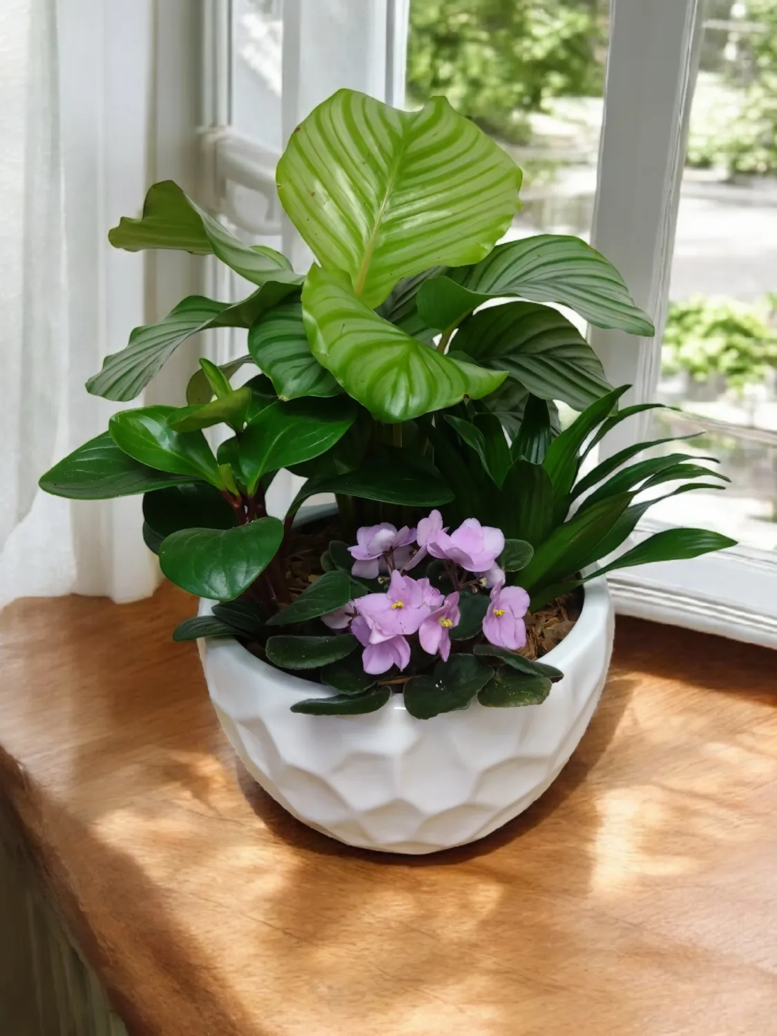 Calathea Planter