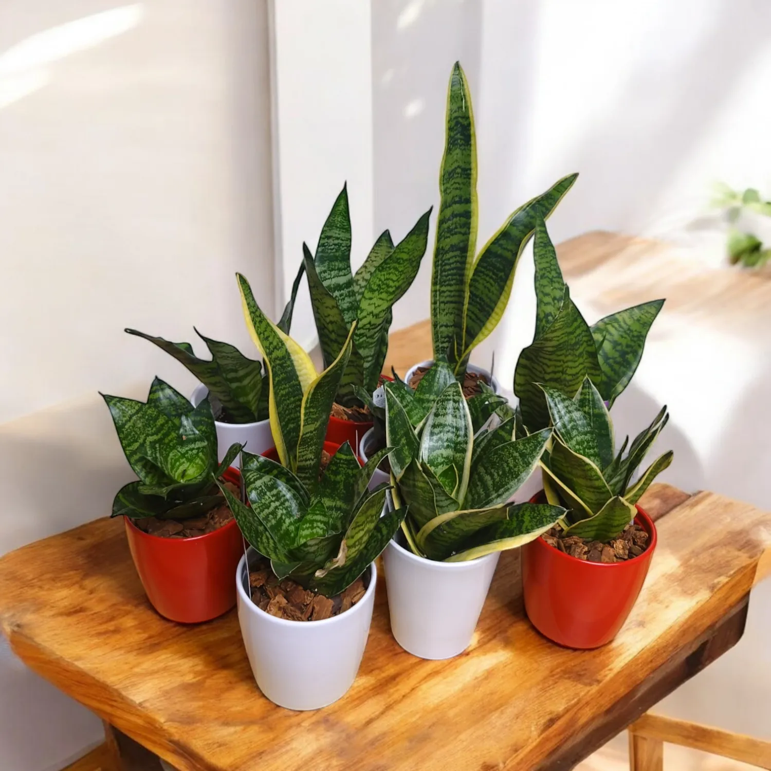 Small snake Plants