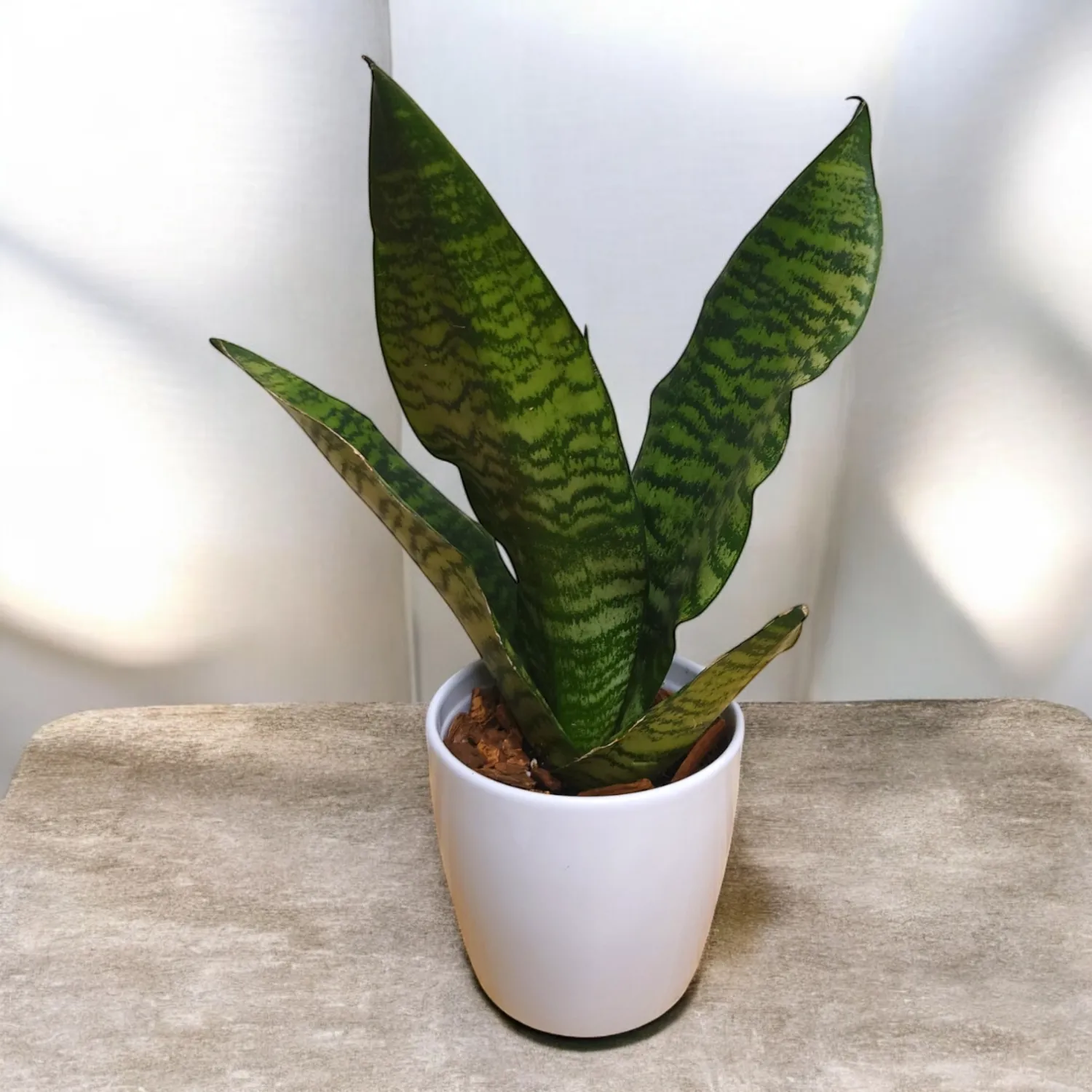 Small snake Plants