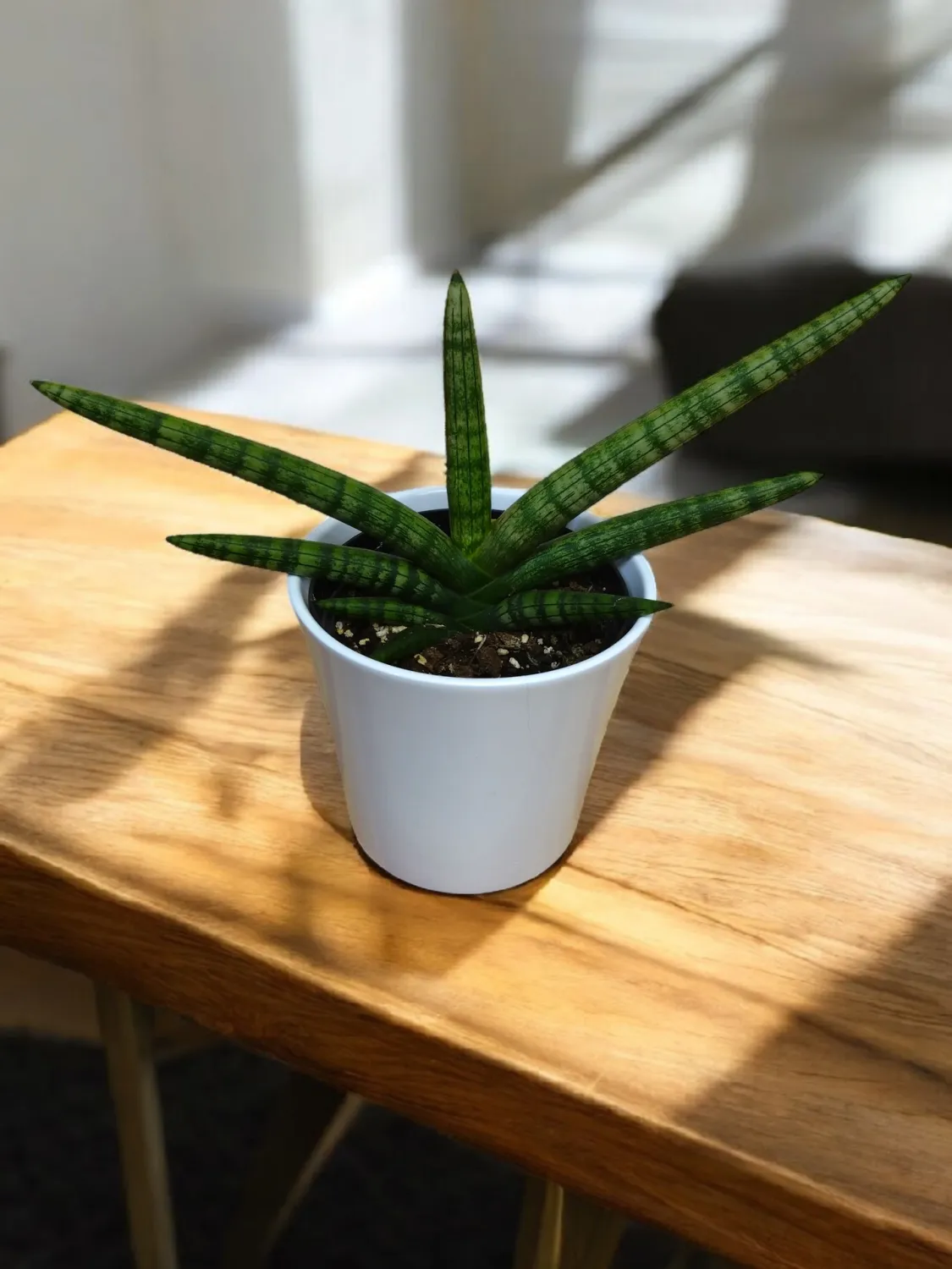 Star Fish Snake Plant