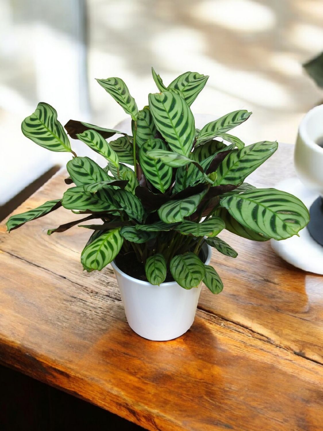 Ice Blue Calathea