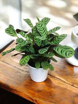 Ice Blue Calathea