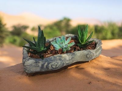 Succulent Cement Log