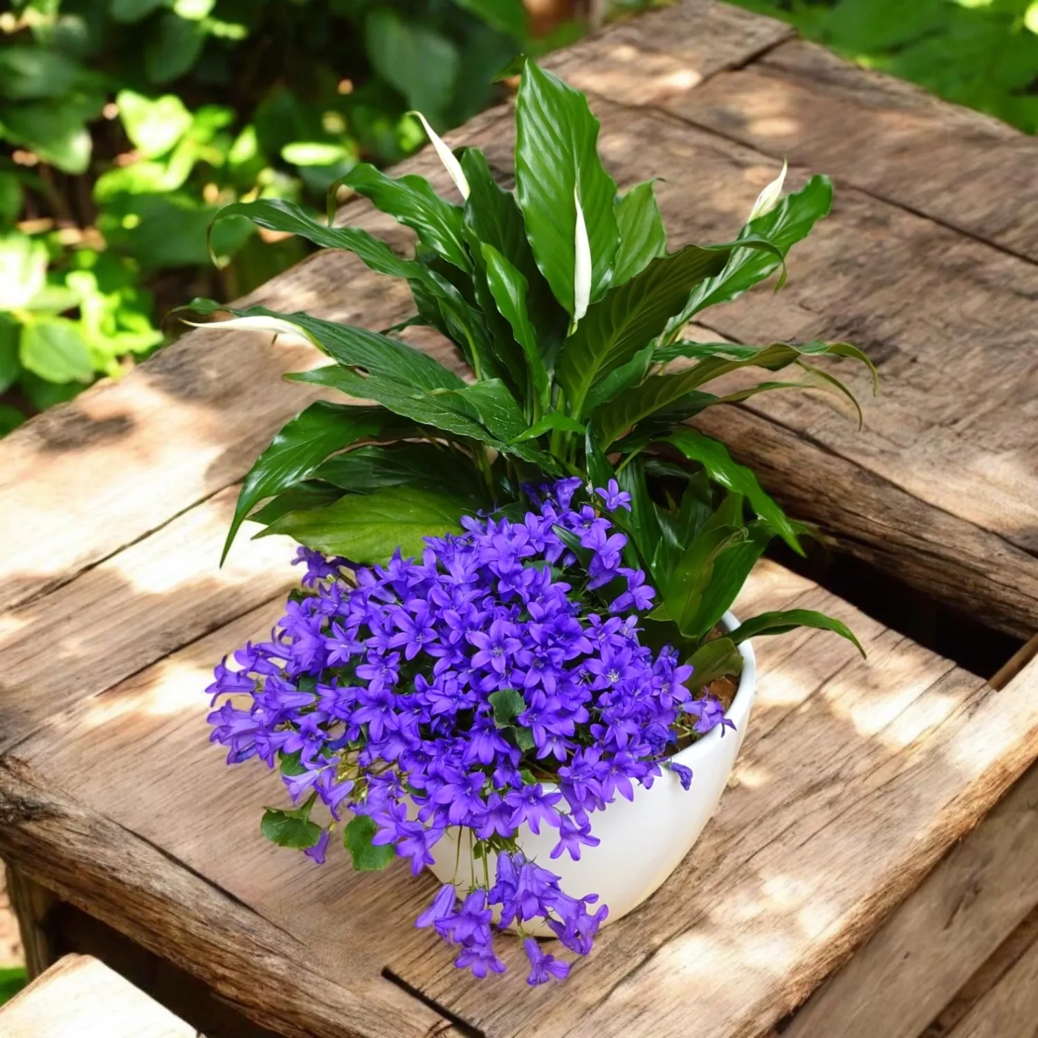 Campanula Planter