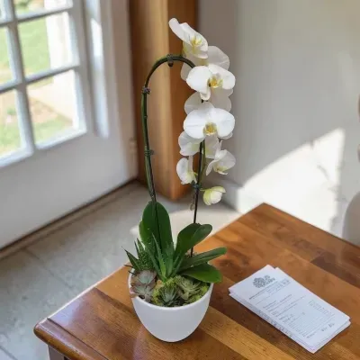 Phalaenopsis Succulent Planter