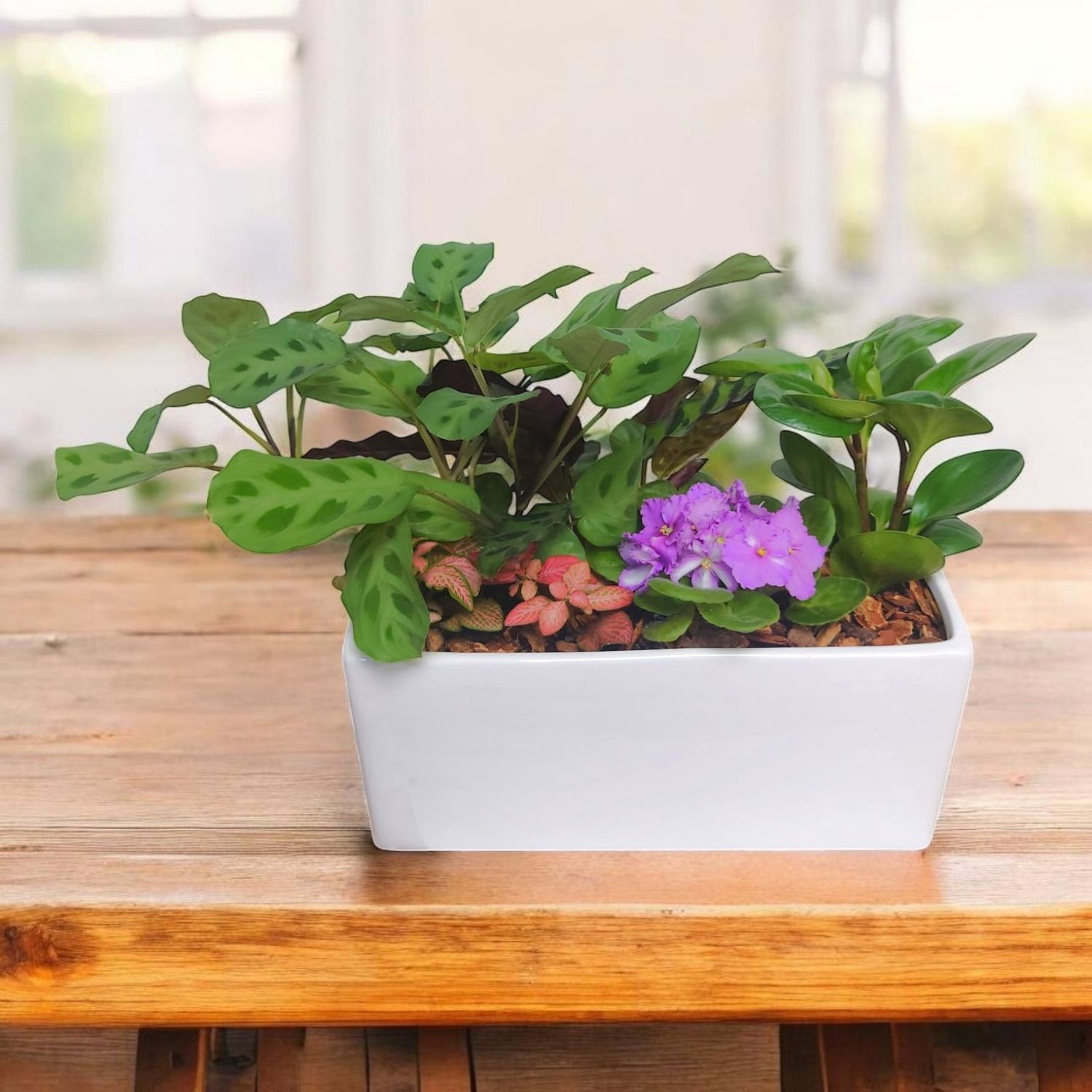 Teddy Pet Safe Planter