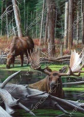 Imagimex Greeting Cards Moose in River
