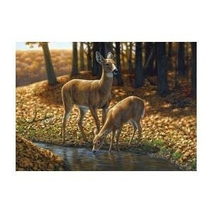 Imagimex Greeting Cards Deer at Pond