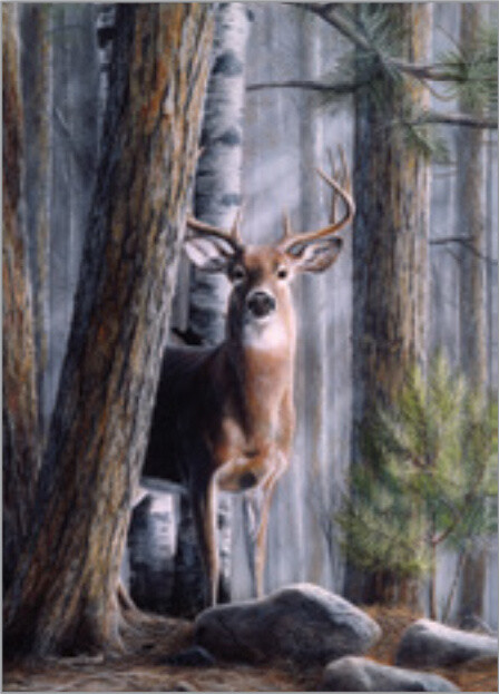 Imagimex Greeting Cards Buck