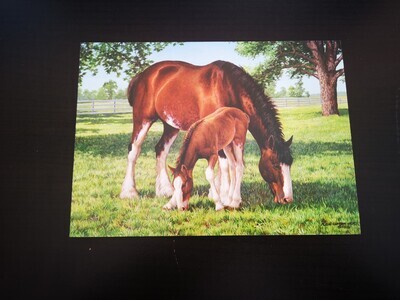 Imagimex Greeting Cards Horse and Colt
