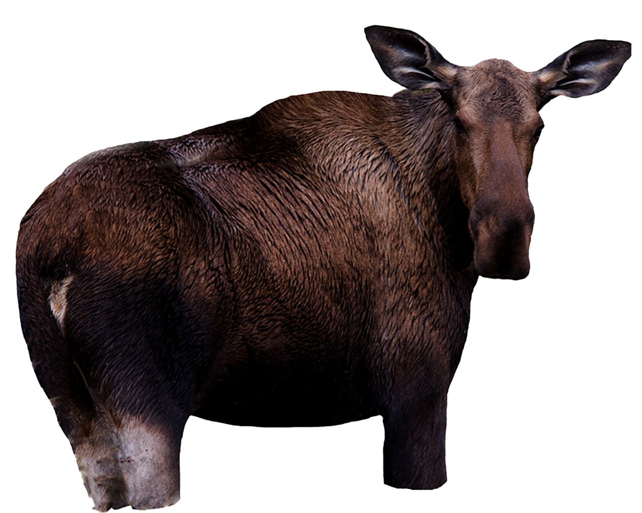 Montana Moose II Decoy