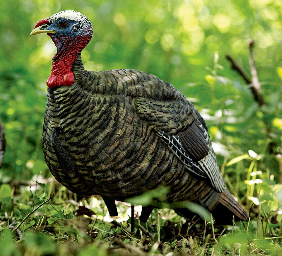 Avian-X LCD Jake Quarter Strut Decoy