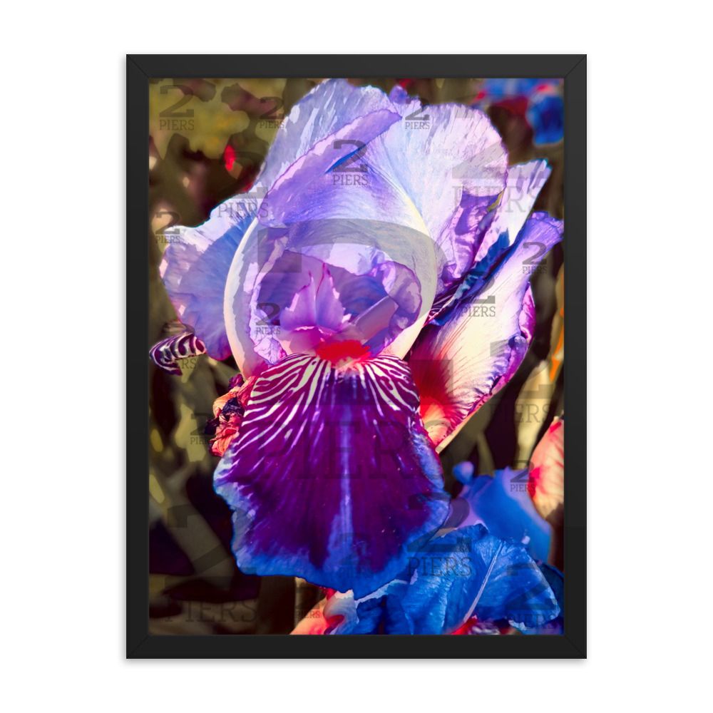 Iris 2 of 2