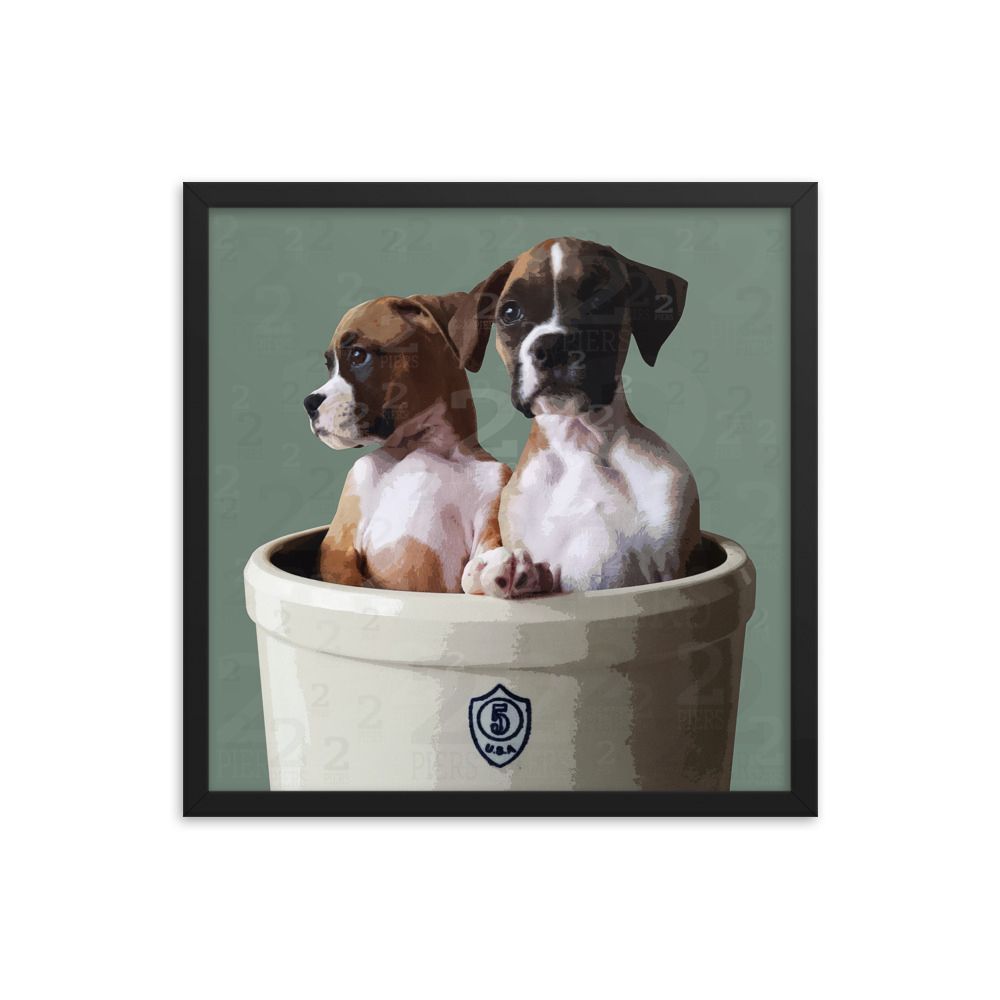 Boxer Puppies