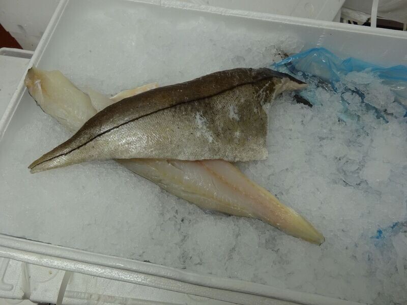 Haddock (Melanogrammus aeglefinus)