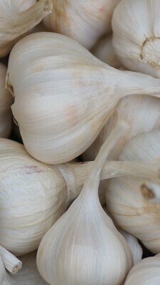 Knoblauch