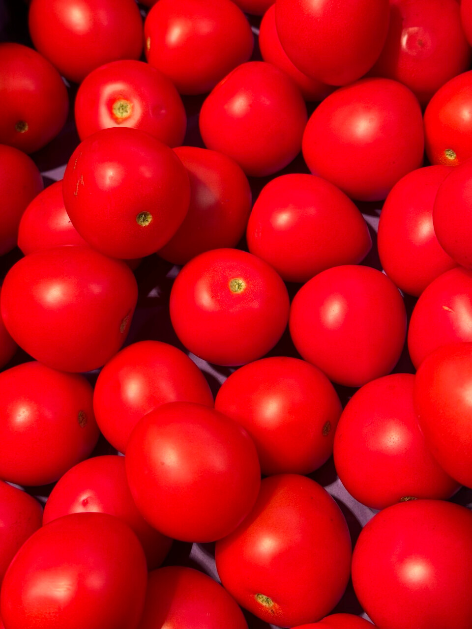 Tomate, Roma