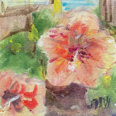 Hibiscus