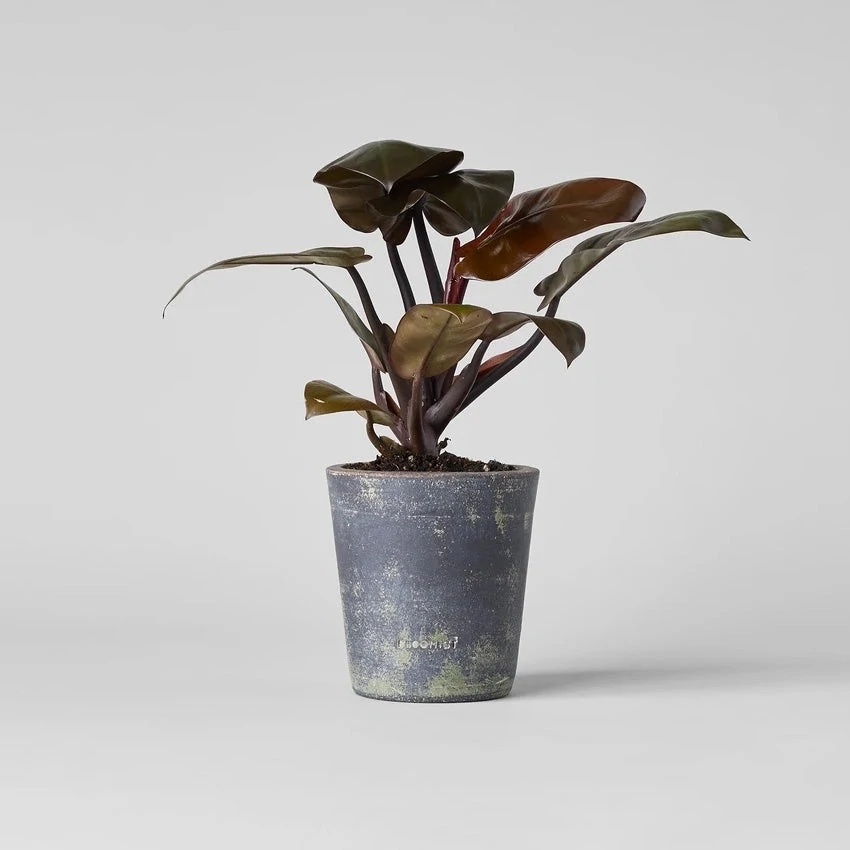 Planter Grey Patina Small