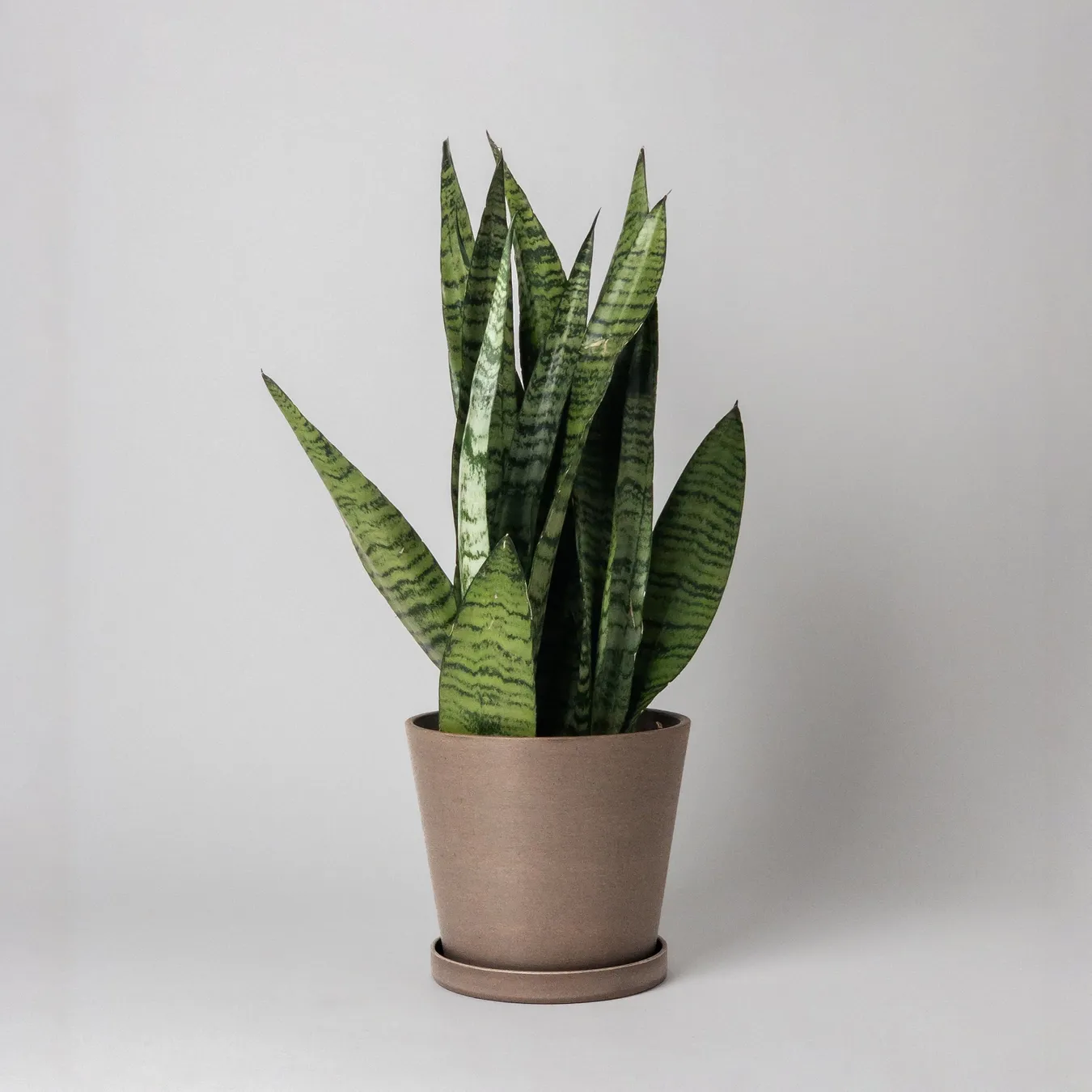 7&quot; Pot &amp; Saucer - Beachwood