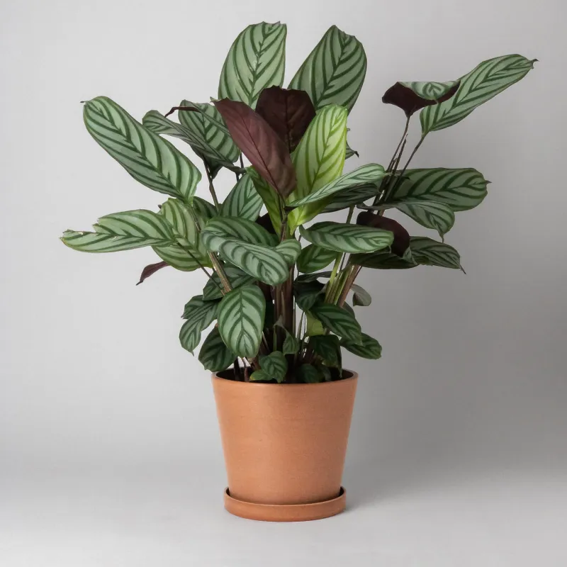 7" Pot &amp; Saucer- Terracotta
