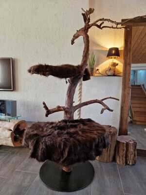 Katzenbaum