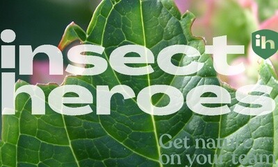 Planten biologisch beschermen met hulp van de natuur | Insect Heroes, veilig en milieuvriendelijk