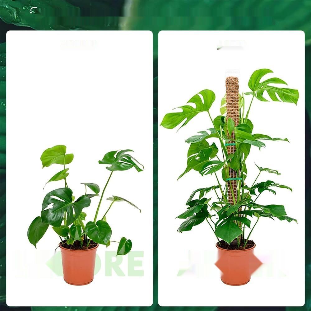 Drążek do roślin, 6 sztuk, 61 cm, z szpikulcami i akcesoriami.
