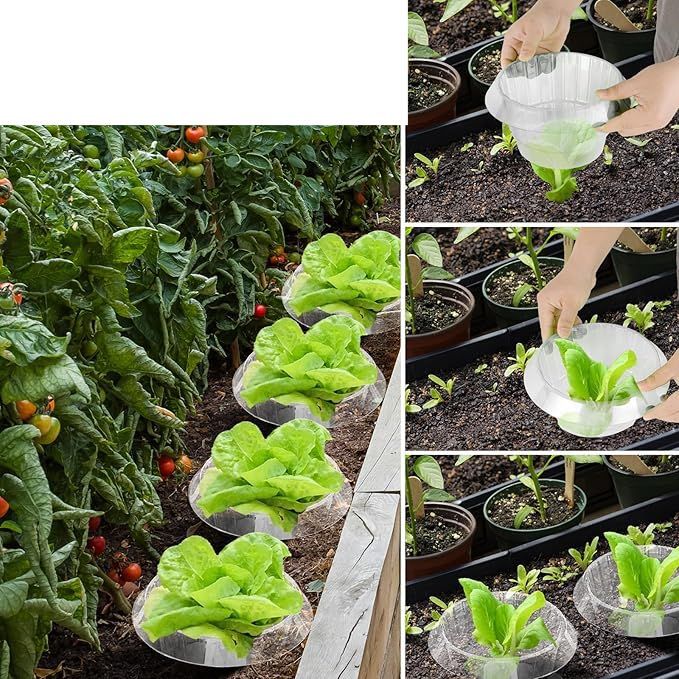 25 sztuk kołnierzy plastikowych przeciw ślimakom, do sałaty i kapusty