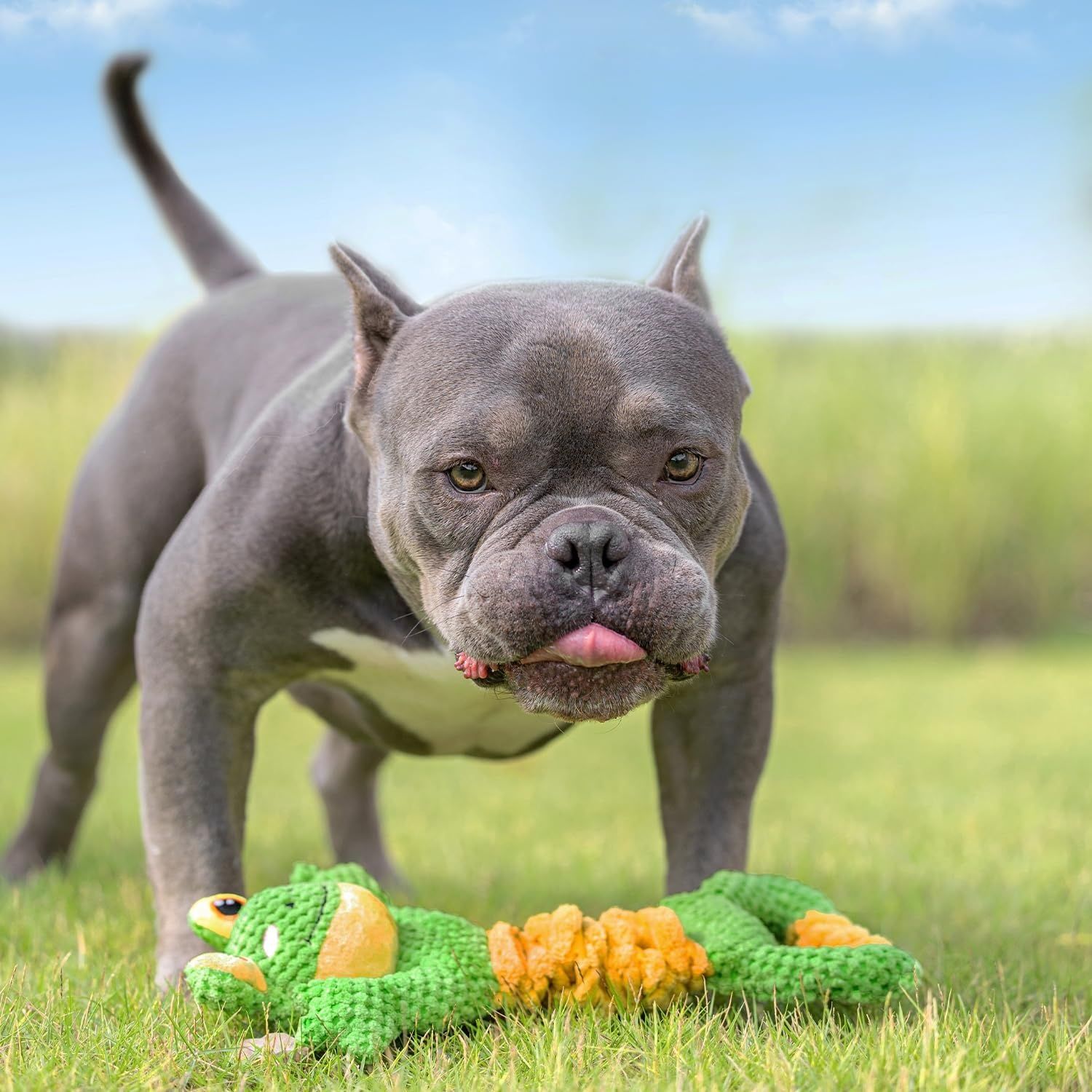 Sedioso Zabawka do Przeciągania dla Psa, Piszcząca Pluszowa dla Małych, Średnich i Dużych Psów (Żaba)