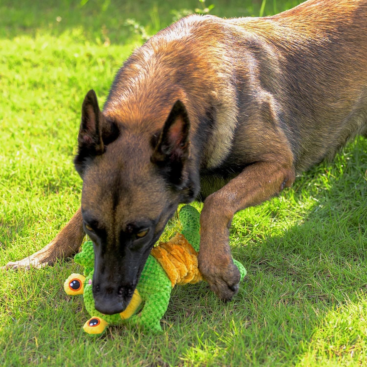 Sedioso Zabawka do Przeciągania dla Psa, Piszcząca Pluszowa dla Małych, Średnich i Dużych Psów (Żaba)