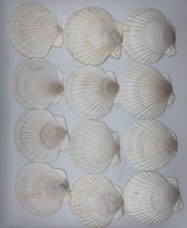 Coquilles Saint-Jacques 12 sztuk, naturalne duże muszle 10–12 cm, biał