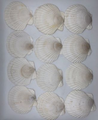 Coquilles Saint-Jacques 12 sztuk, naturalne duże muszle 10–12 cm, biał