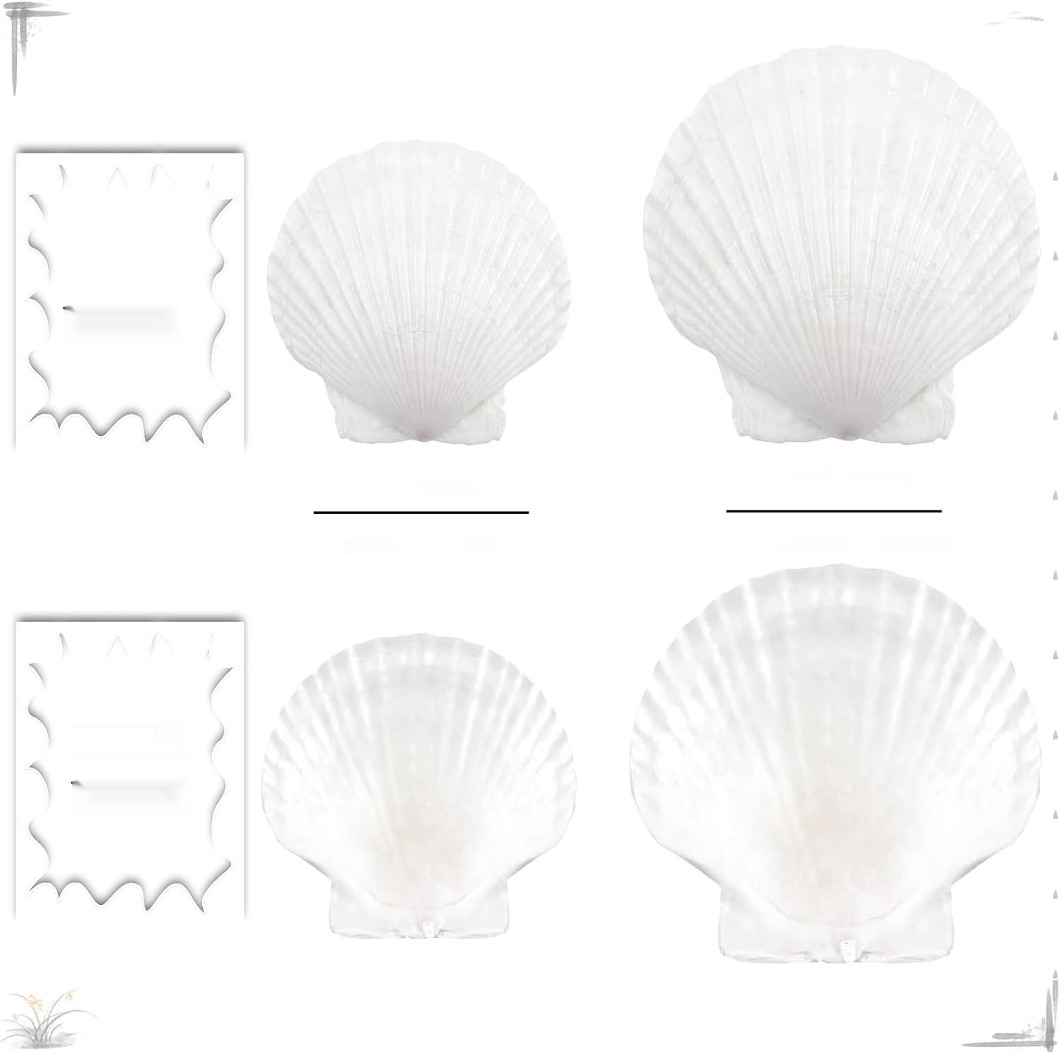 Coquilles Saint-Jacques 12 sztuk, naturalne duże muszle 10–12 cm, biał