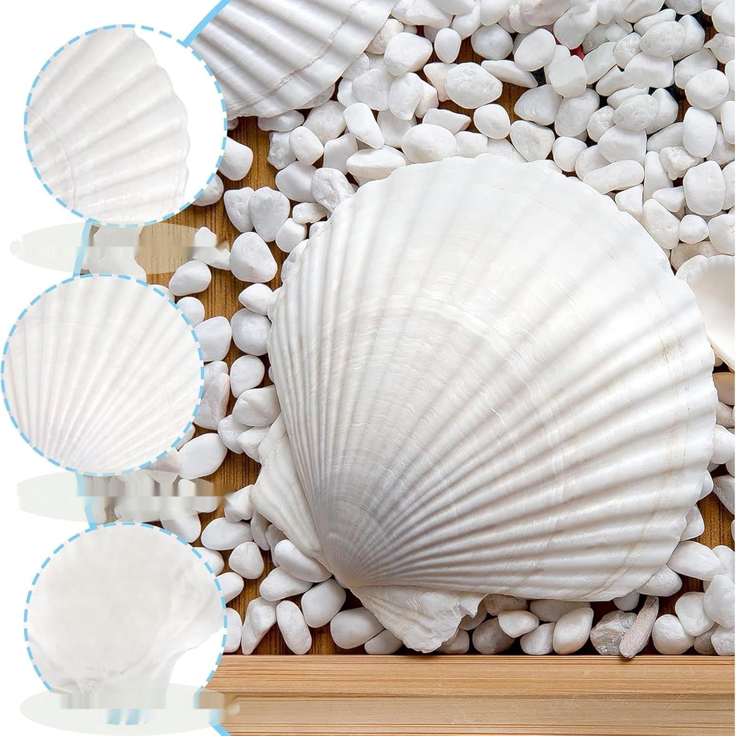 Coquilles Saint-Jacques 12 sztuk, naturalne duże muszle 10–12 cm, biał