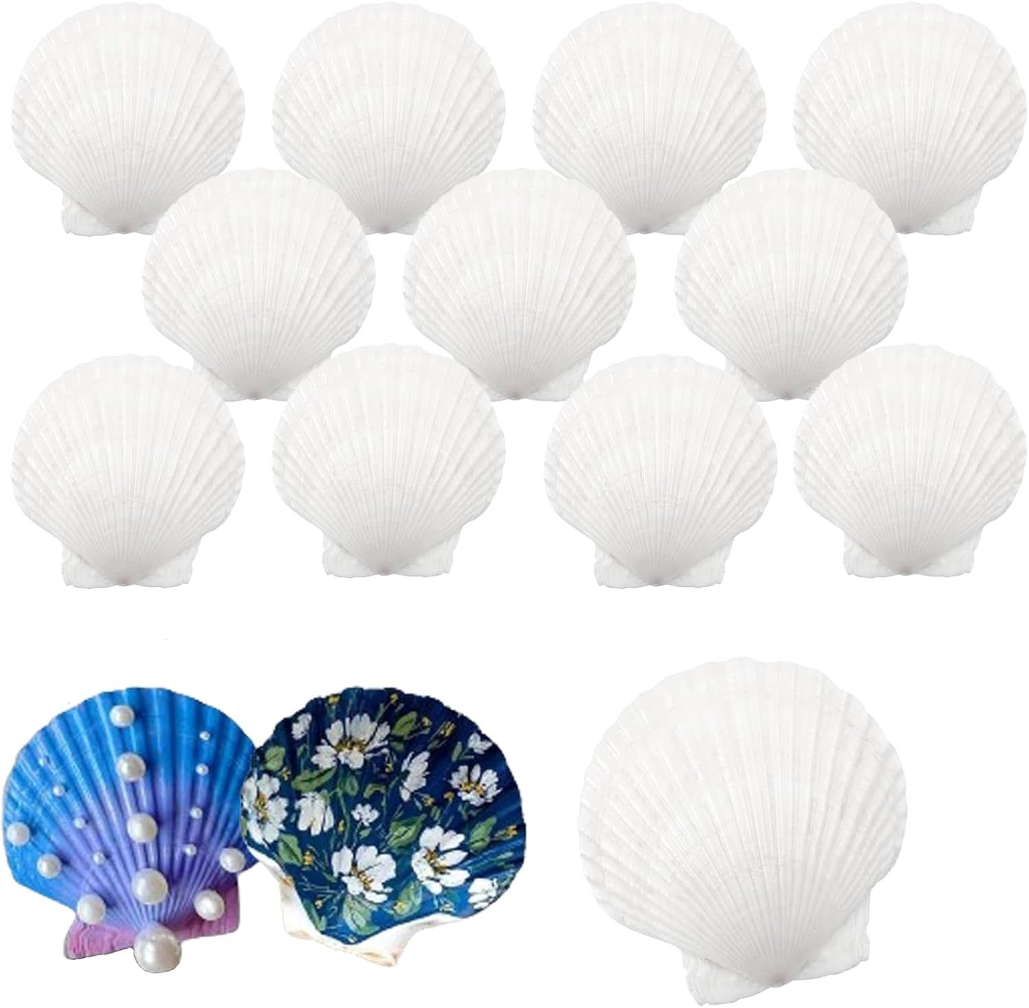 Coquilles Saint-Jacques 12 sztuk, naturalne duże muszle 10–12 cm, biał