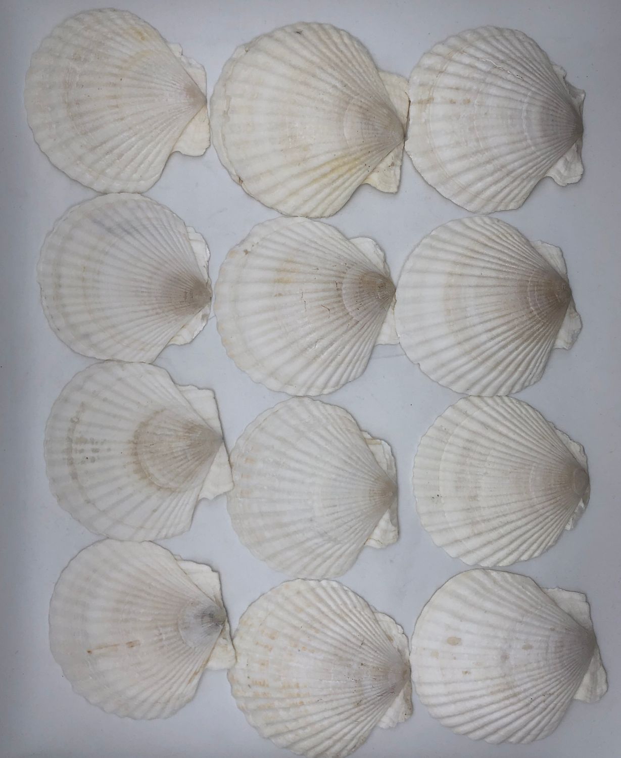 Coquilles Saint-Jacques 12 sztuk, naturalne duże muszle 10–12 cm, biał