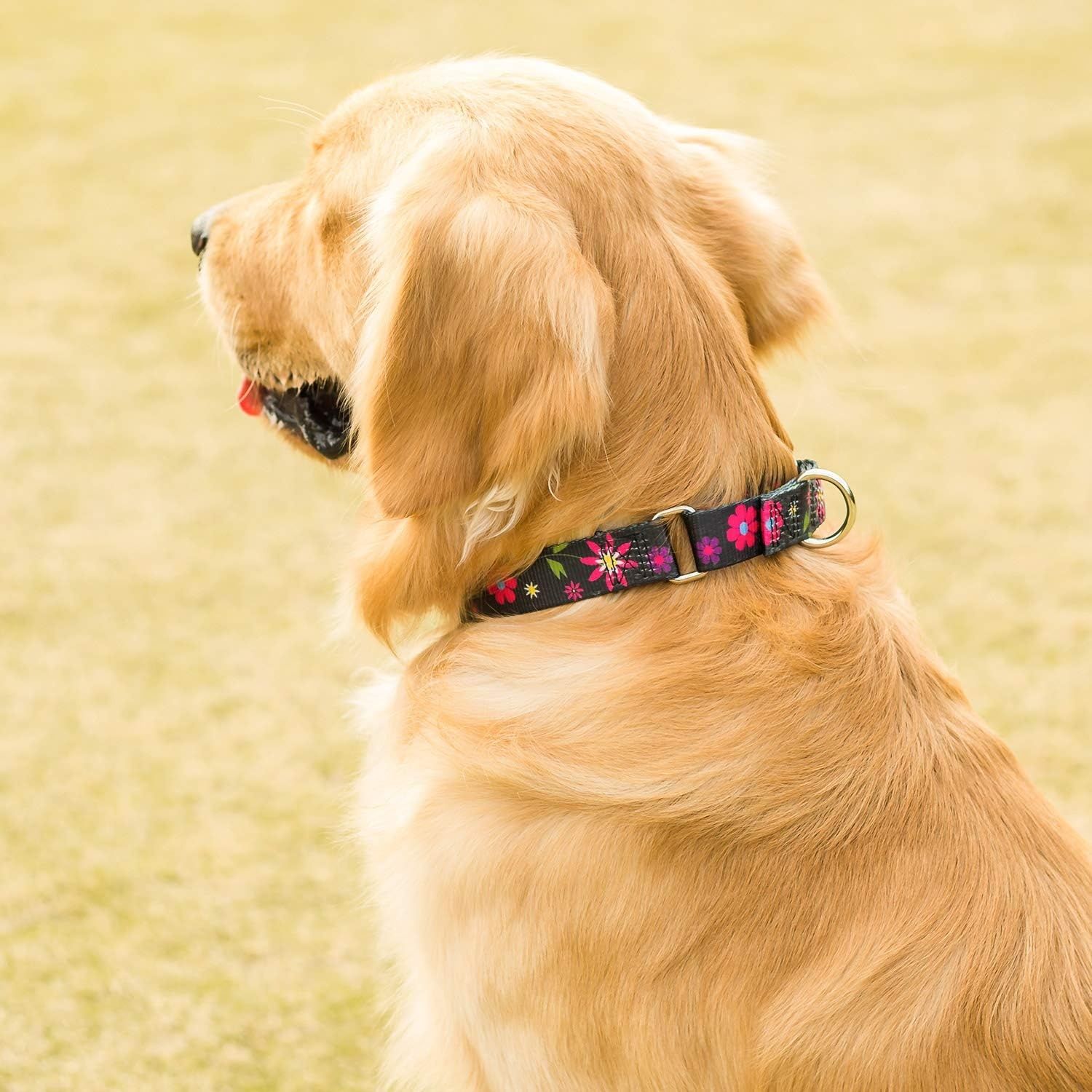 Zmienić foto na niebieski !!!!!    Półokrągła kraciasta obroża, błękitna, duża: 45–64 cm, obroża przeciwć