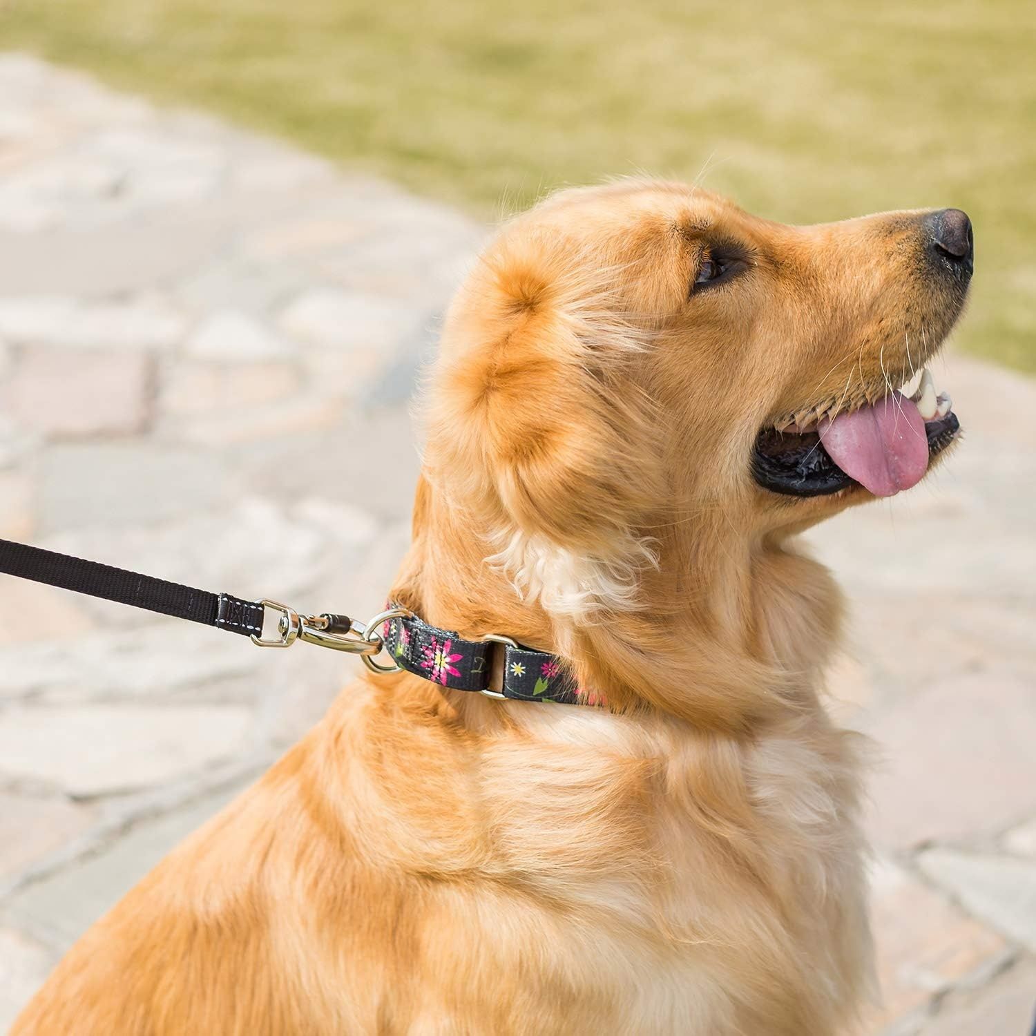 Zmienić foto na niebieski !!!!!    Półokrągła kraciasta obroża, błękitna, duża: 45–64 cm, obroża przeciwć