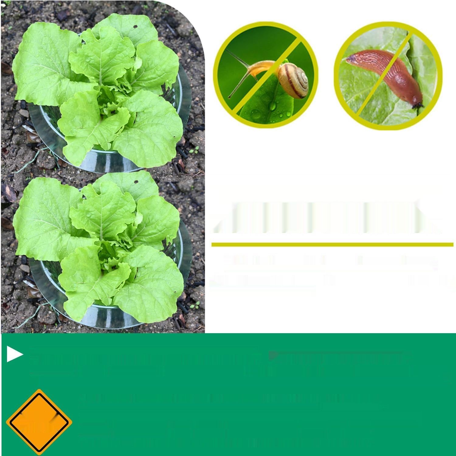 Ulepszony wzmocniony kołnierz przeciw ślimakom dla Twoich roślin sałty