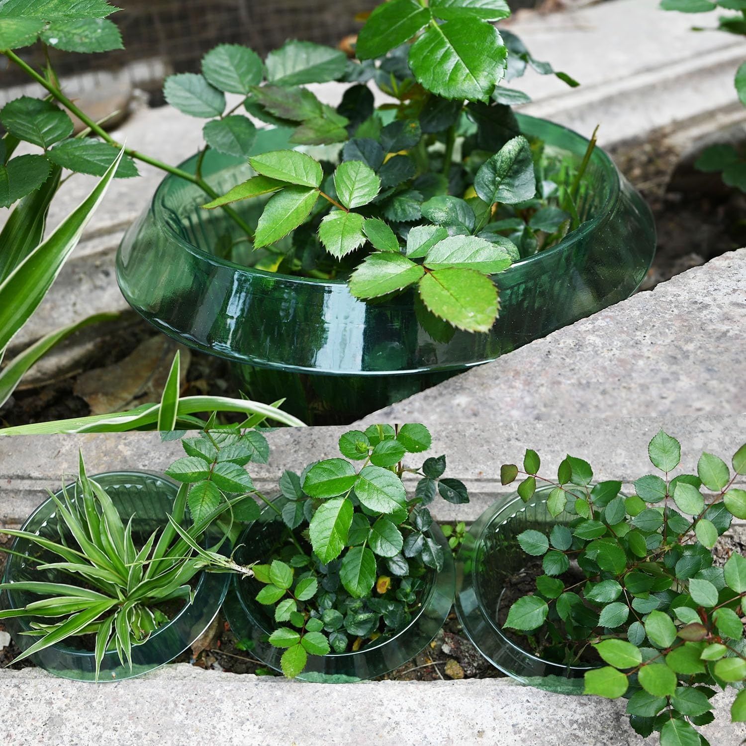 Ulepszony wzmocniony kołnierz przeciw ślimakom dla Twoich roślin sałty