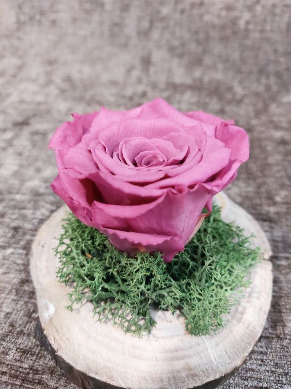 Rose éternelle blanche
