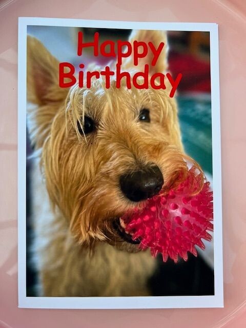 Scottish Terrier themed Birthday Card A5