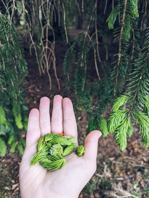 Spruce Tips &amp; Lavender Oxymel