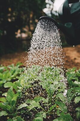LAWN & GARDEN
