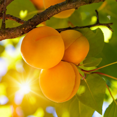 Apricot