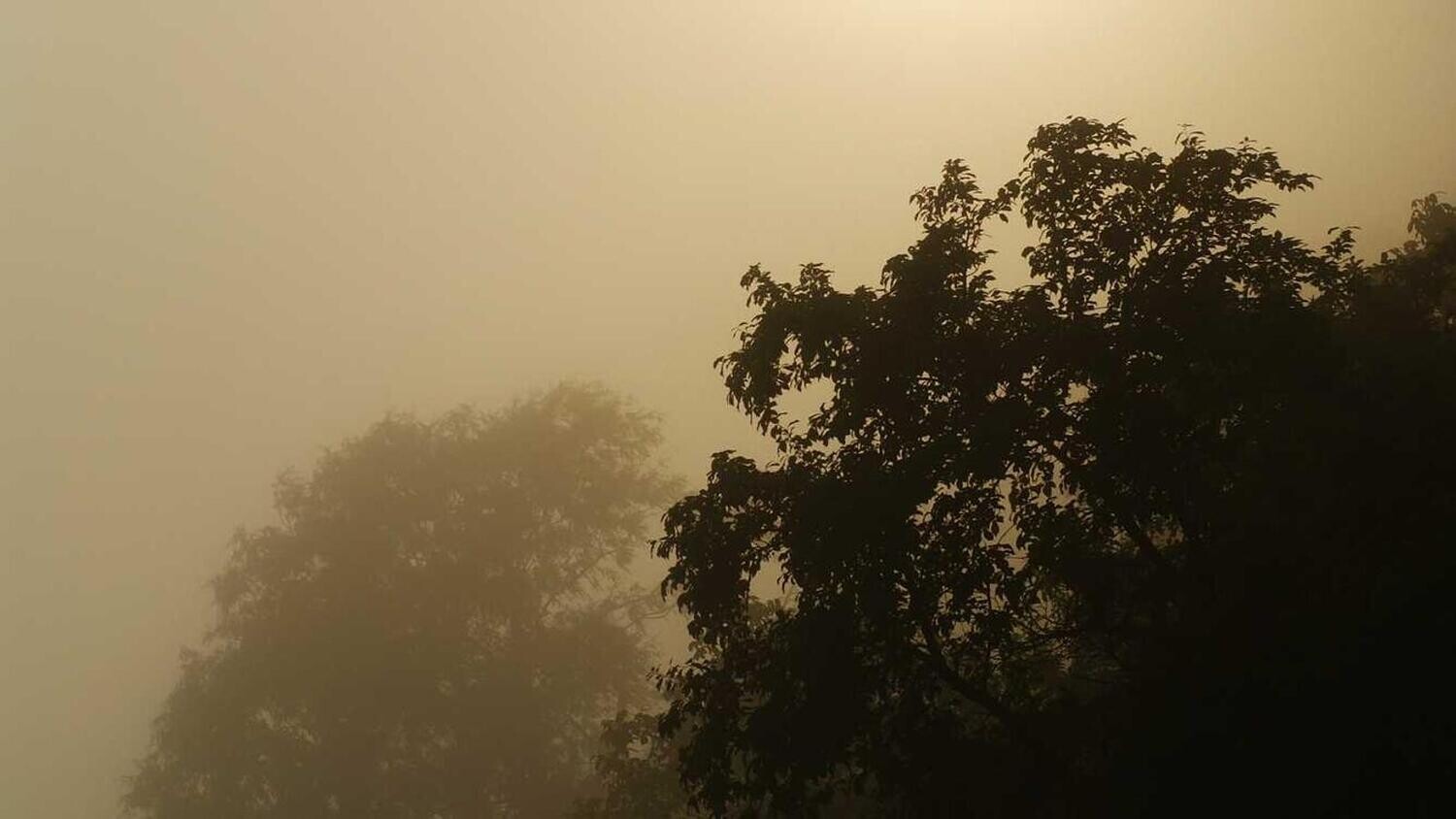 product_33909, Size: Large, Color: Pink